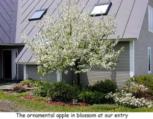 Ornamental apple tree at the entry in spring